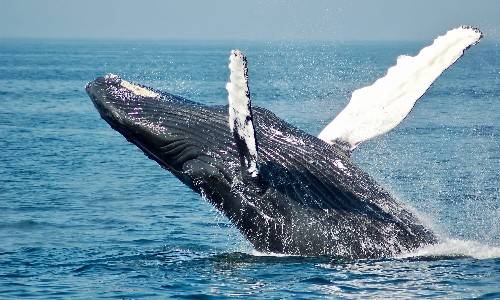 Compound: The game of giant whales, retail investors take the bait?