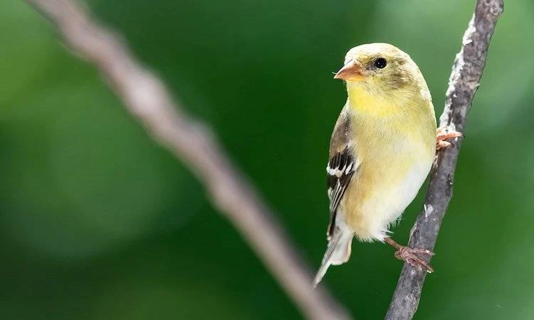 3分钟了解获Coinbase投资的无抵押借贷协议Goldfinch