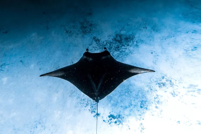 Co-Founder of Manta Network: The Role of Privacy in DeFi