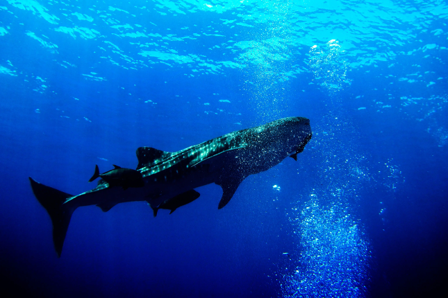 Tips for Finding Alpha in Nansen "Whaling"