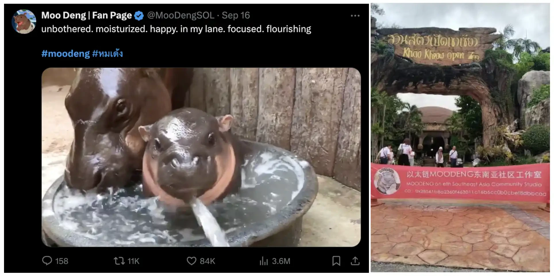 The Internet celebrity animal meme wave is coming, the hippopotamus MooDeng has increased a hundred times in ten days