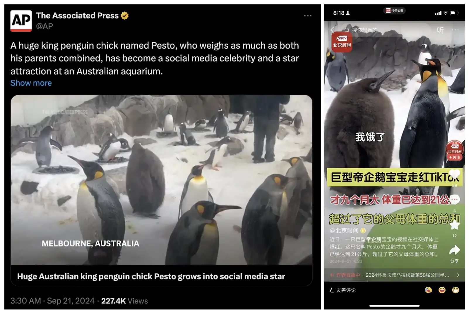 「インターネット有名人動物ミーム潮流」が到来、カバのMooDengは10日間で数百倍に増加