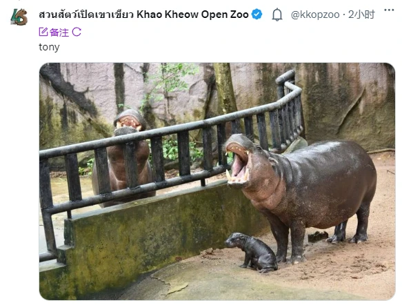 「河馬「單騎救Solana，時隔三年動物園行情又回來了？