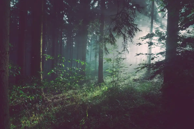 List of characters in Crypto Dark Forest